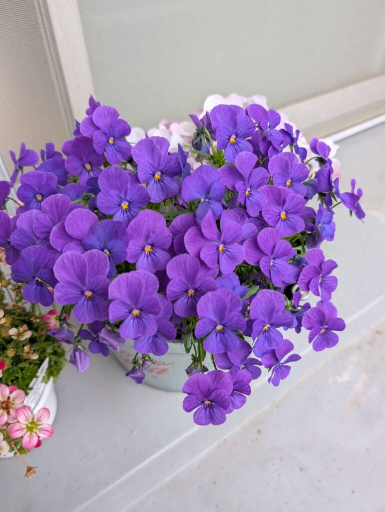 こんにちは！まよちゃんです