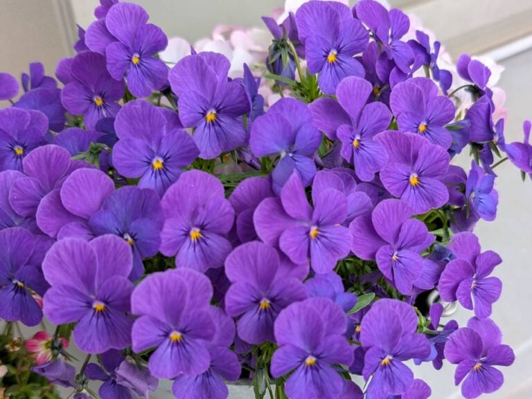 こんにちは！まよちゃんです